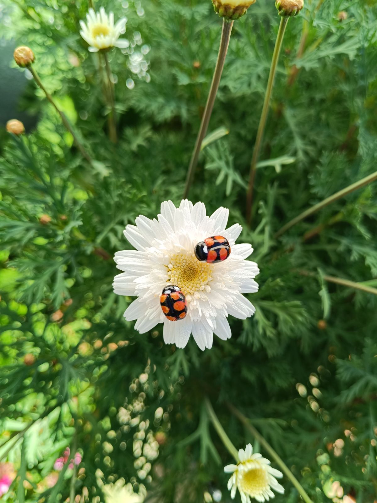 Aros Chinita pequeñas