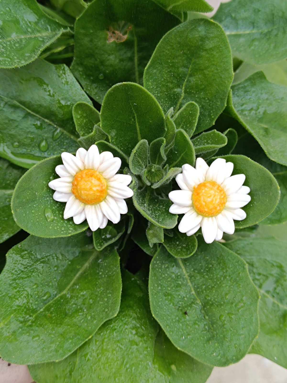 Aros margarita blanca